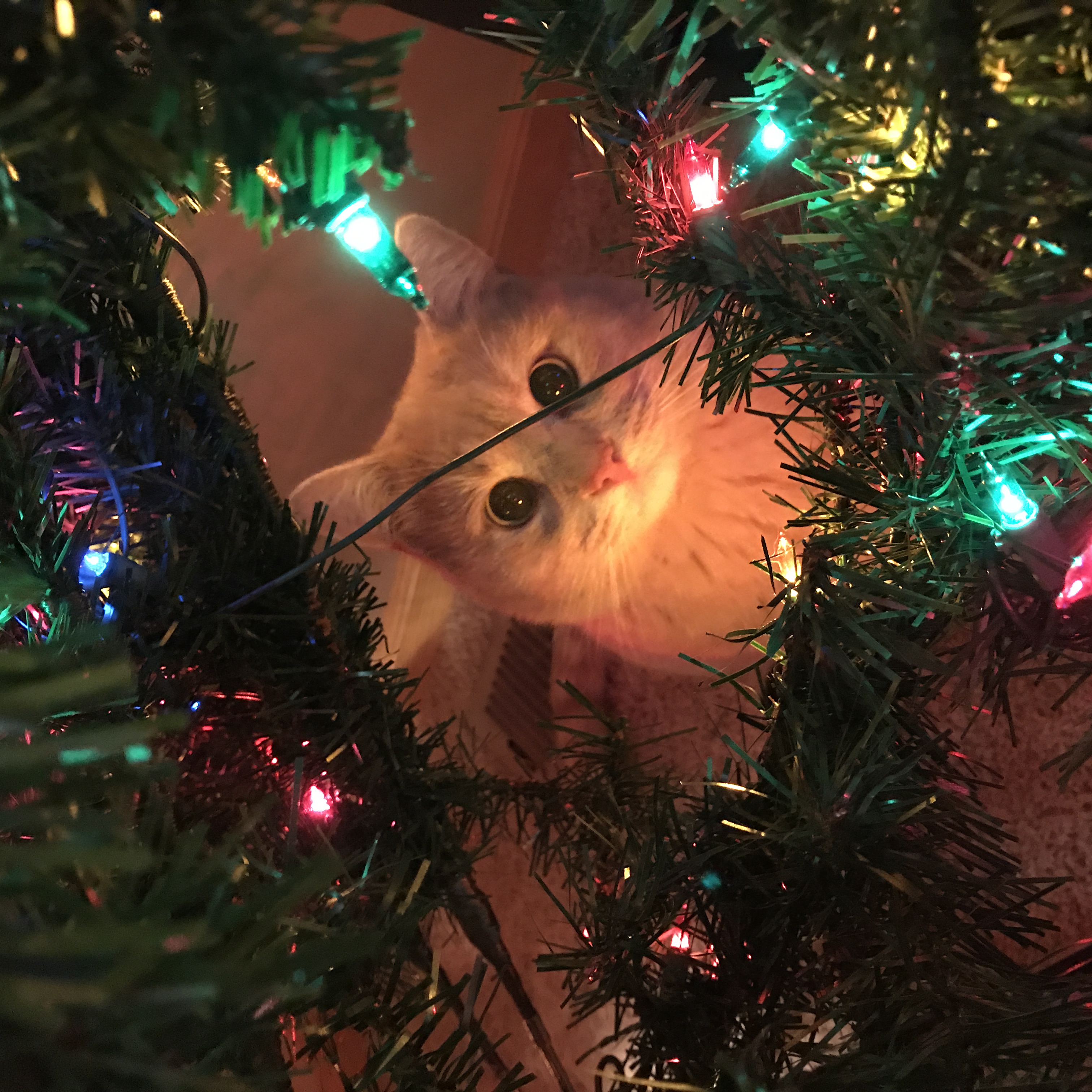 christmas cat
