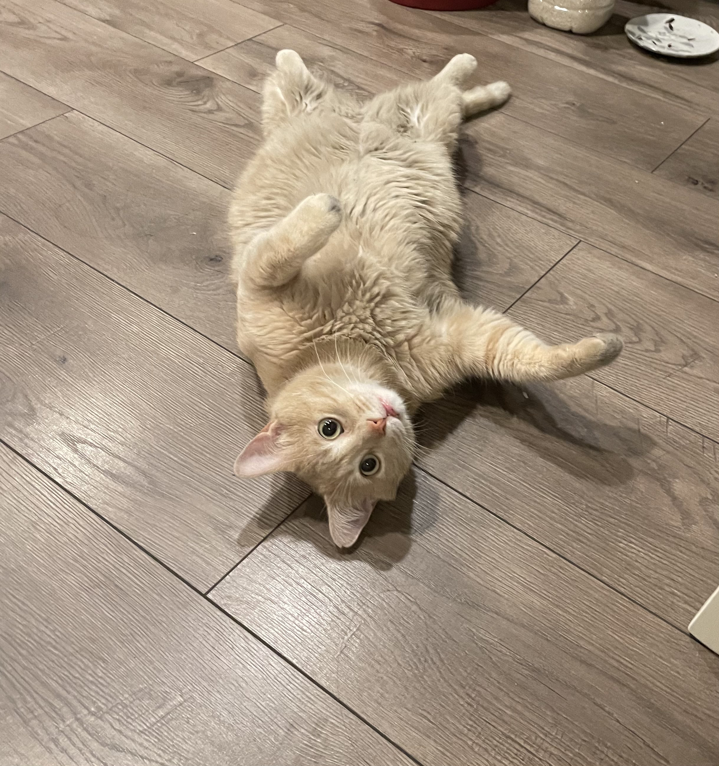 cat laying down with tummy up