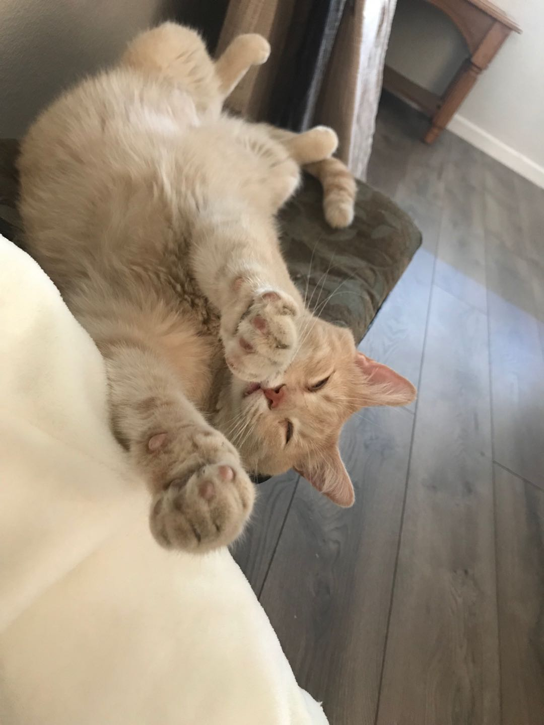 superhero cat
