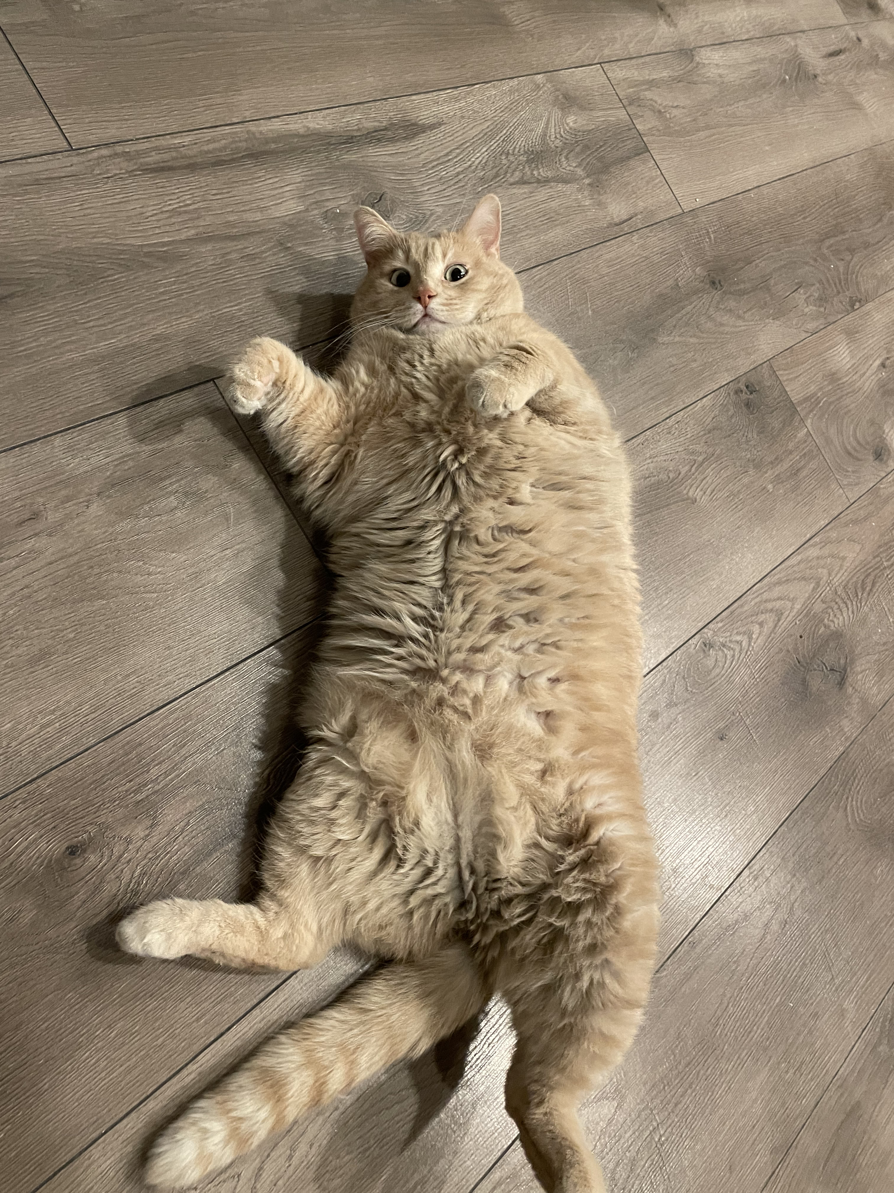 cat belly