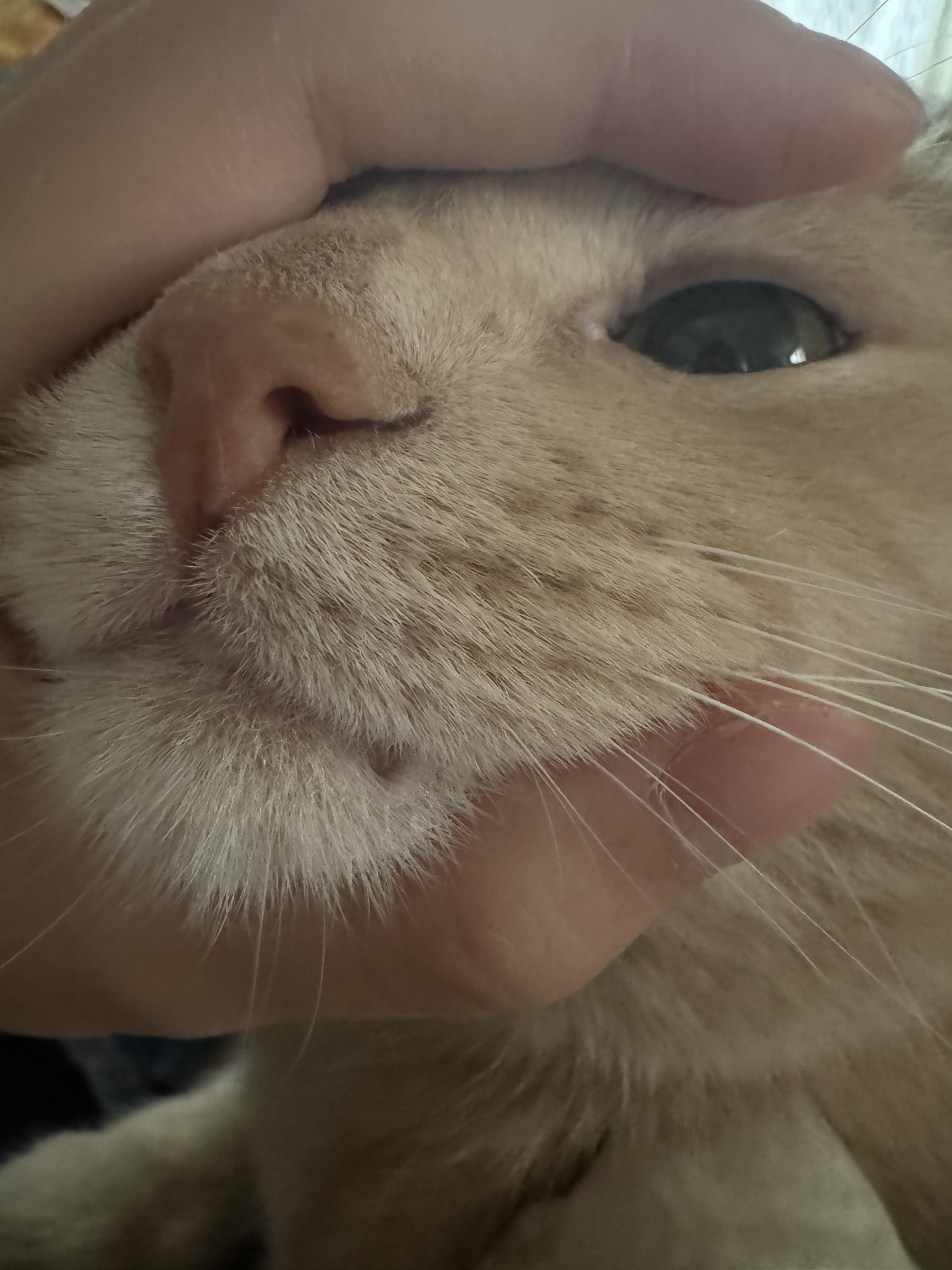 squished cat face