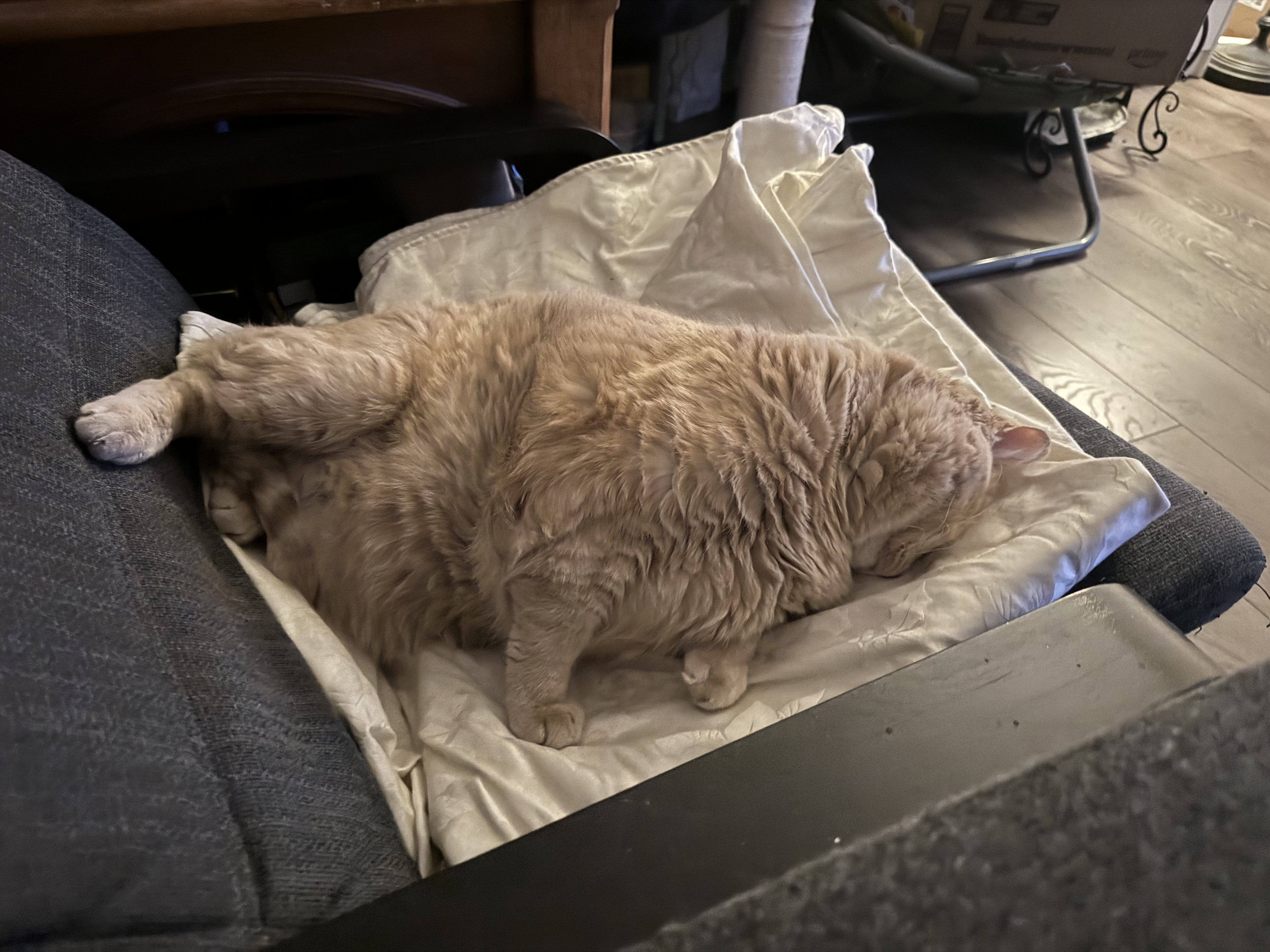scrunched cat