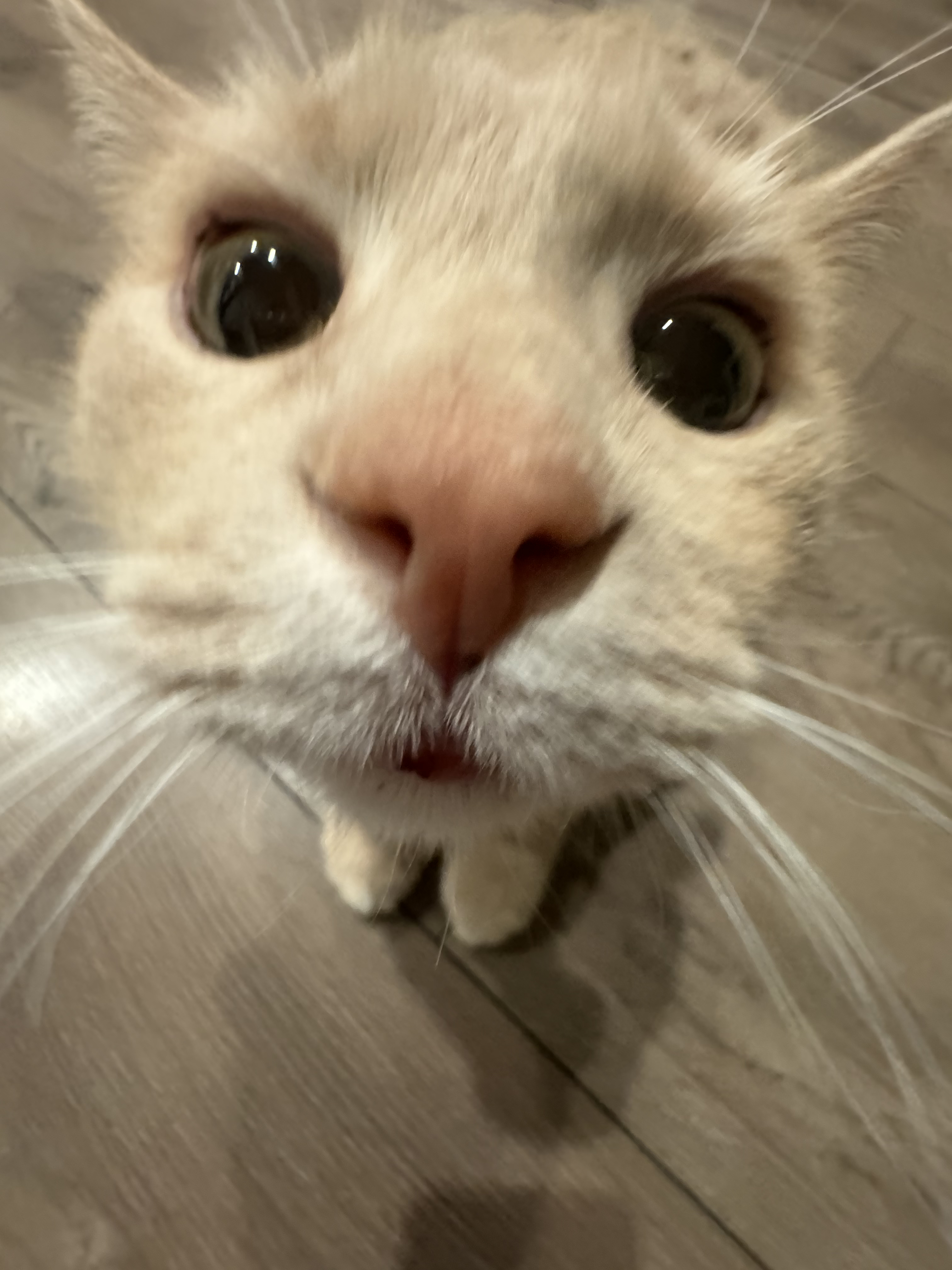 close up cat